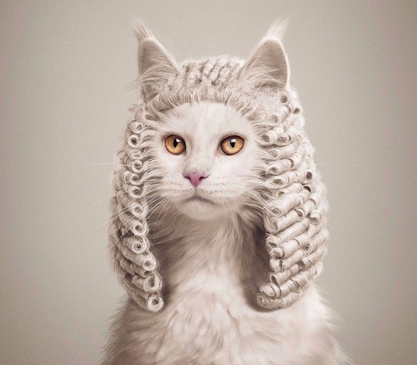 Котэподборка