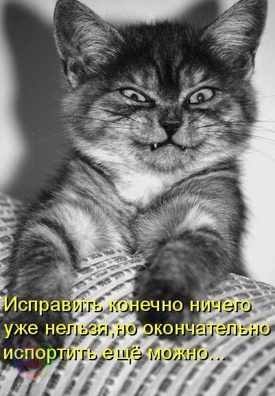 Забавные картинки из Сети
