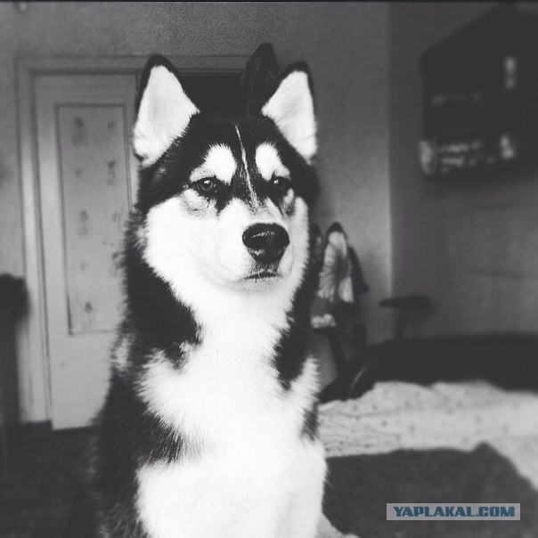 Мои собачки. К четвергу.