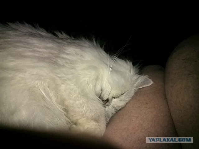 Как накормить кота