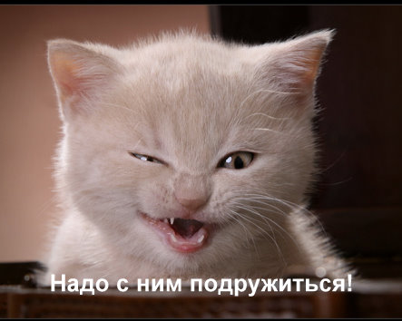 Котовторник 19.04.2016