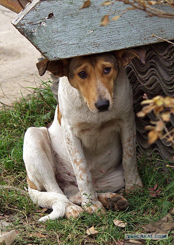 Этот ВЗГЛЯД!