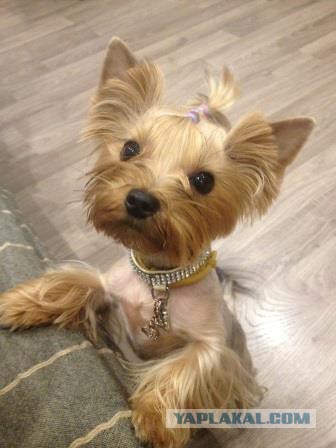 Страшно красивые терьеры