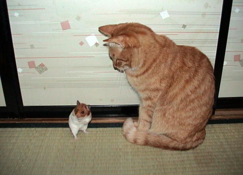 Коты из сети