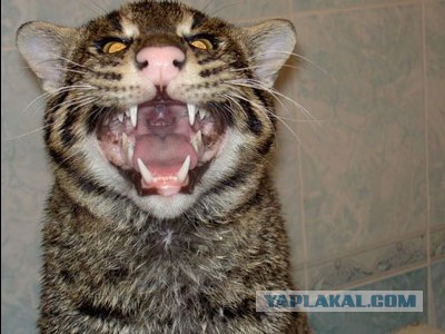 Крошечный котенок, найденный на улице, оказывается не тем, кем казался