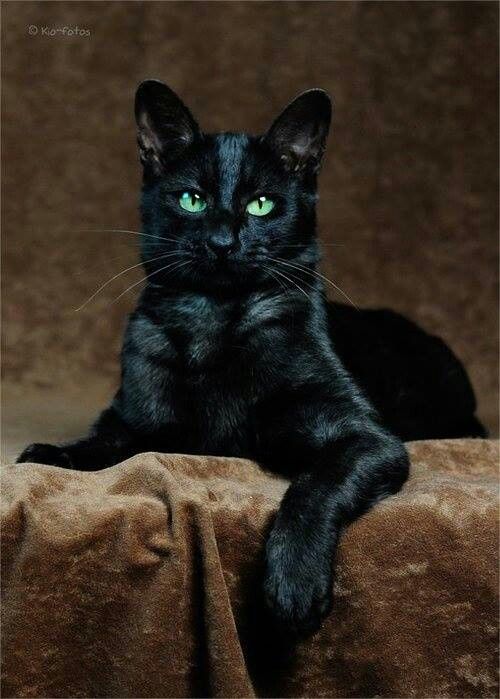 Коты и Кошки