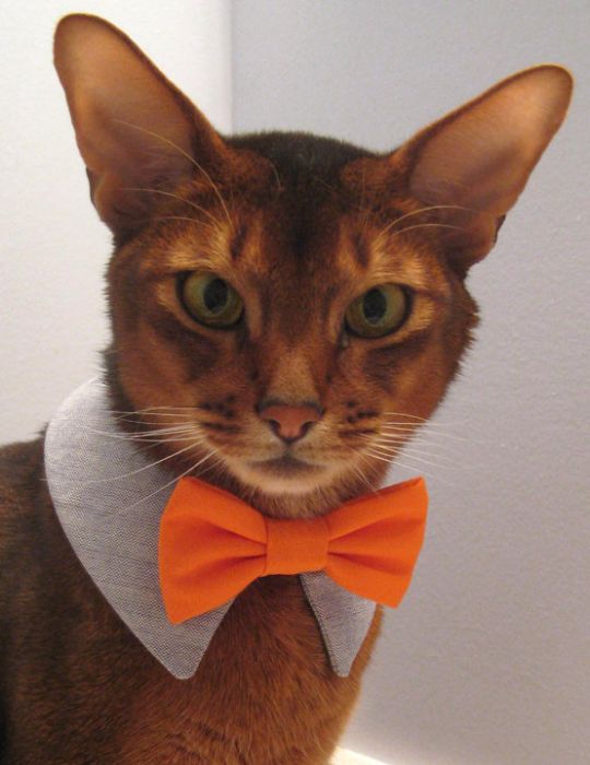 Коты и Кошки