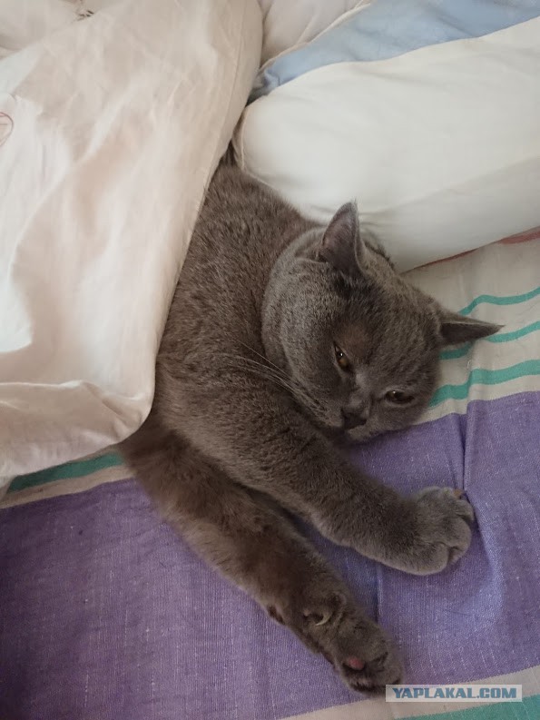 Котовторник 05.06.2018
