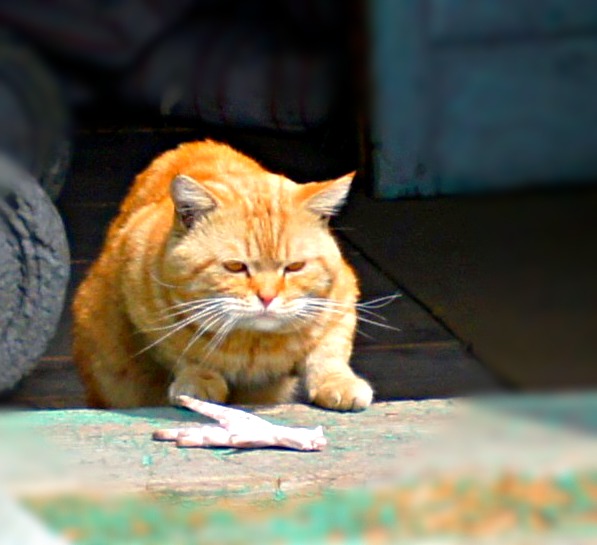 Котовторник 05.06.2018
