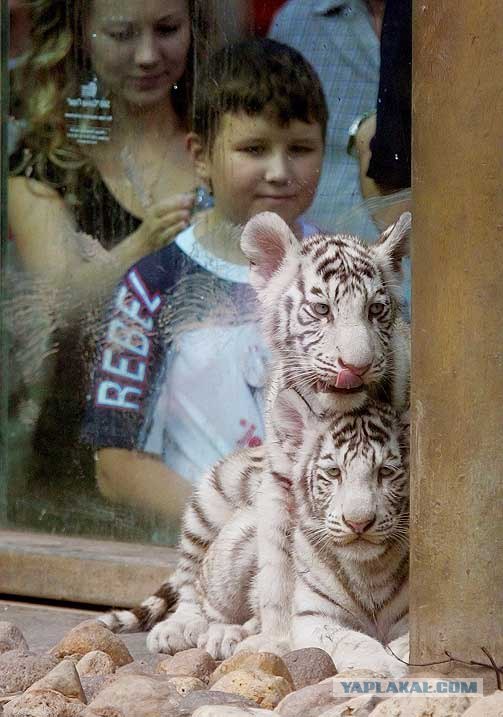 Ребятам о зверятах.