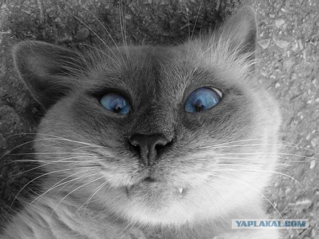 Котовторник  на  ЯПлакалъ