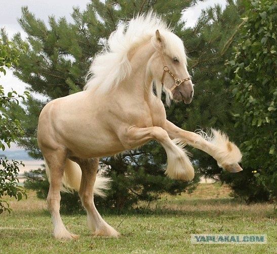 Красивые лошади (20 фото)