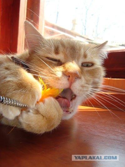 Котовторник на ЯПе (21.04.2009)