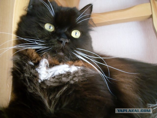 Котопятница