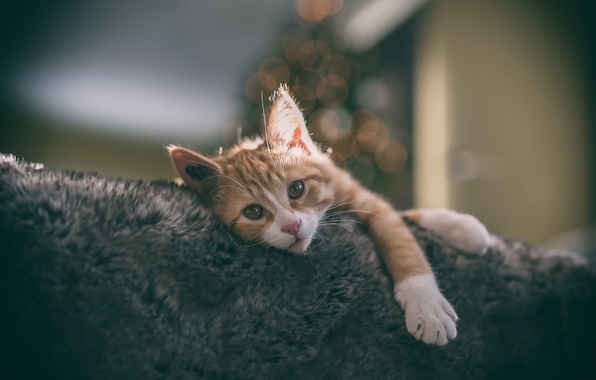 Прикольных котов пост
