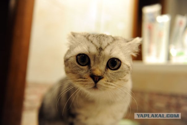 Котовторник 25.01.2011