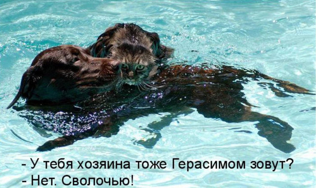 Котовторник 15.02.2011