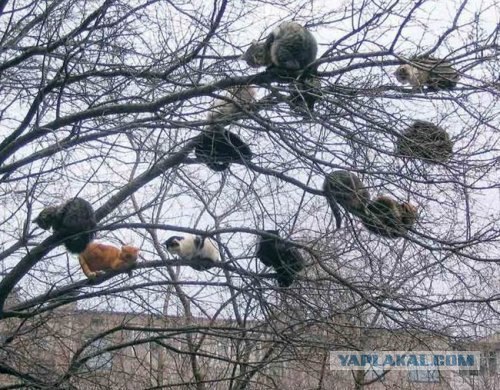 Кошачий март