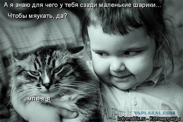 Сонный Котовторник