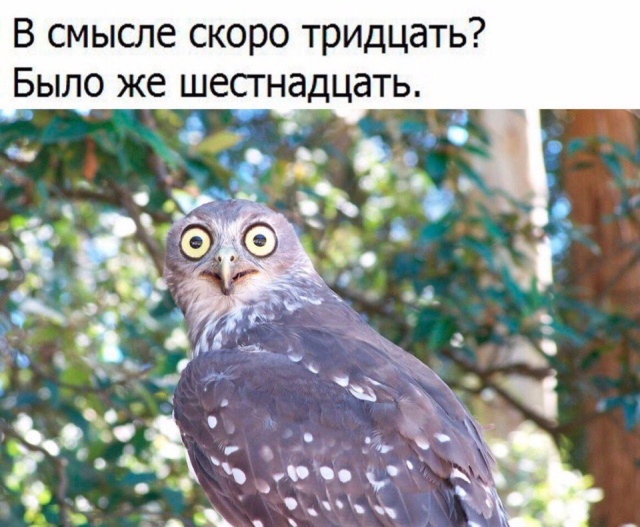 Милые животные. Мимиметр сломался