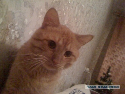 Котовторник 27.12.11