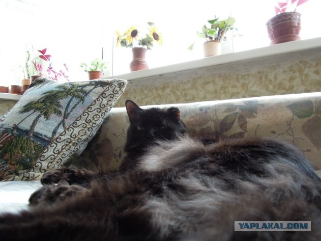 Котовторник! 13.03.2012