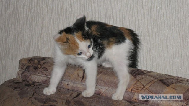 Котовторник  от 3.04.2012