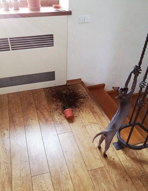 Эти забавные животные