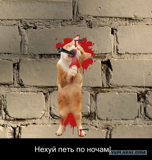 Кот певец