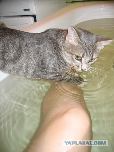 Кот - водяной!