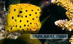 Троллим рыбок