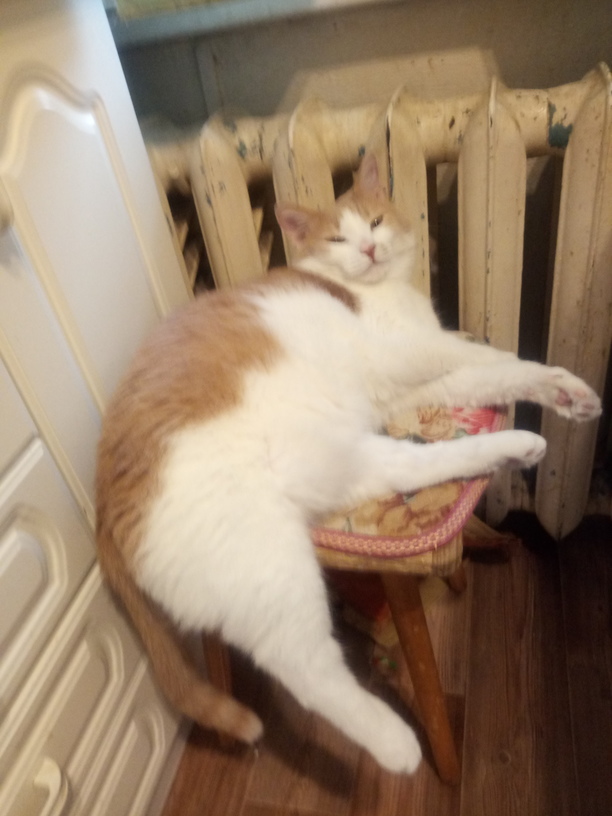 Вторник. Котэ. Пора