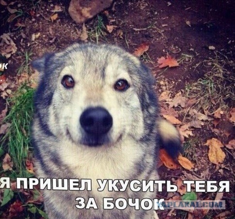 Я злой и страшный серый волк