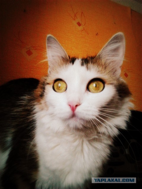 Котовторник  19.03.2013