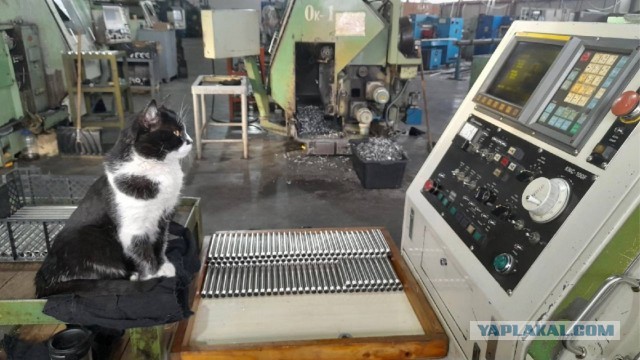 Коты-работяги