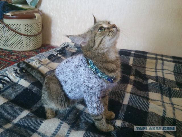 Котовторник 16.04.2013