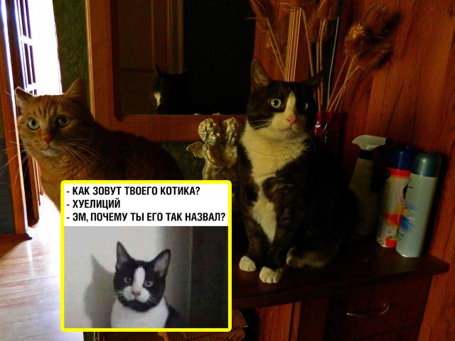 Ненужный кот