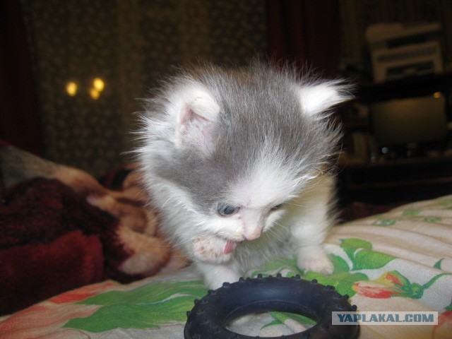Котовторник 21.05.2013