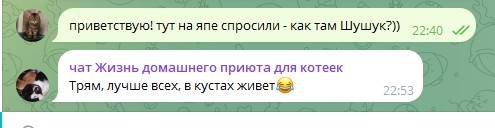 Жизнь домашнего приюта для котеек 552