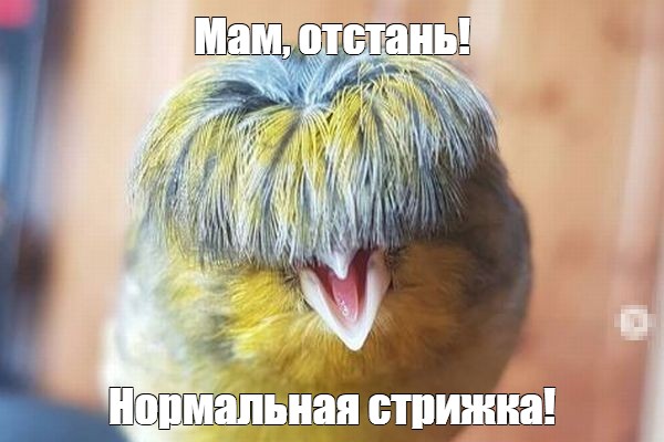 Картинки, веселые и глупые