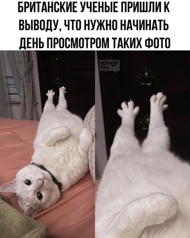 К котовторнику: подборка картинок-баянов с котиками и про котиков. Выпуск 32.