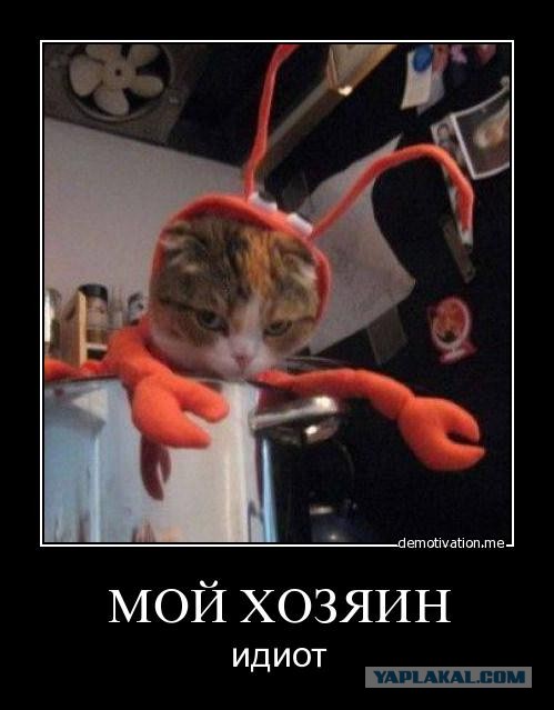 Краш тест кота