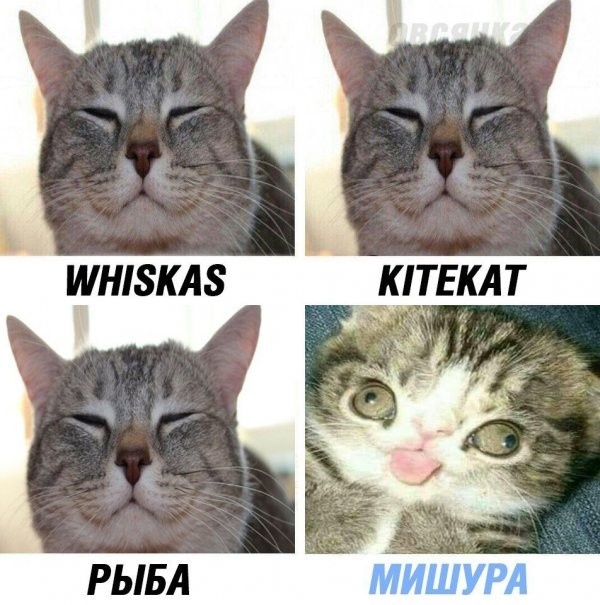 Подборка картинок-баянов с котиками и про котиков. Выпуск 40