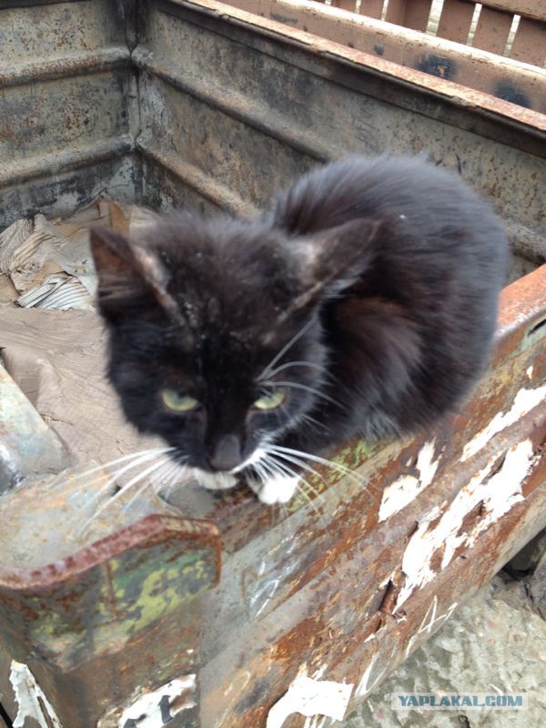 Спасли кота!