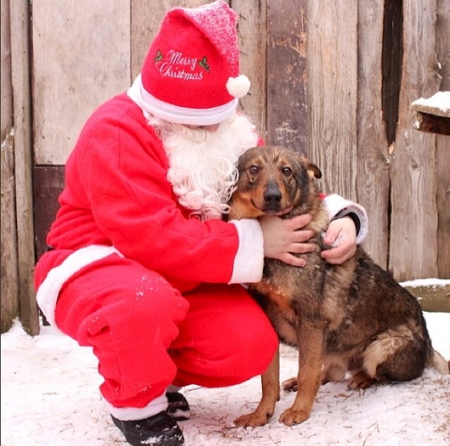 Котовторник   31.12.  2013
