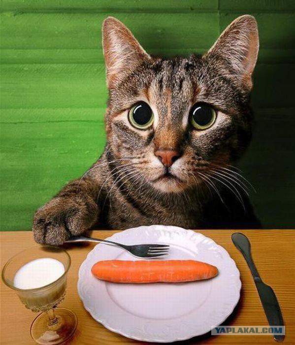 Весёлые картинки. Разбавим будни