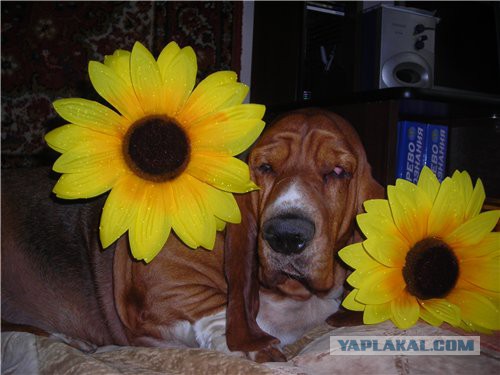 Я хочу замуж