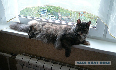 С Котовторником!