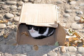 Котовторник 24.06.2014