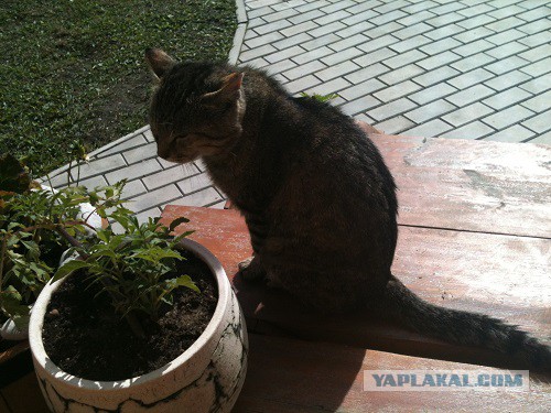 Котовторник 01.07.2014